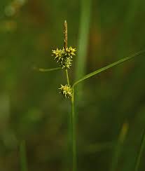 Attēlu rezultāti vaicājumam “Carex viridula”