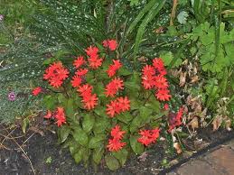 Attēlu rezultāti vaicājumam “Silene x arkwrightii Vesuvius”