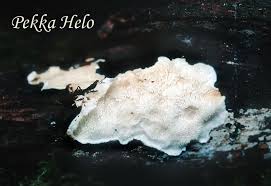 Attēlu rezultāti vaicājumam “Postia undosa”