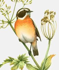 Attēlu rezultāti vaicājumam “Saxicola rubetra”