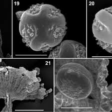 Attēlu rezultāti vaicājumam “Clastoderma debaryanum”