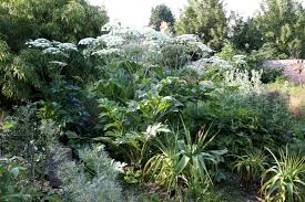 Attēlu rezultāti vaicājumam “Heracleum”
