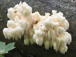 Attēlu rezultāti vaicājumam “Hericium coralloides”