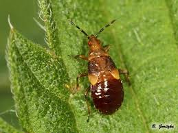 Attēlu rezultāti vaicājumam “Anthocoris nemorum”