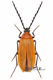 Attēlu rezultāti vaicājumam “Pseudocistela ceramboides”