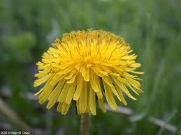 Attēlu rezultāti vaicājumam “Taraxacum officinale aggr.”