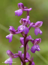 Attēlu rezultāti vaicājumam “Orchis morio”