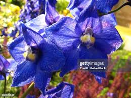 Image result for Akelei