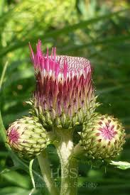 Attēlu rezultāti vaicājumam “Cirsium heterophyllum leaf”