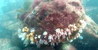 Image result for Iom Aquaholics