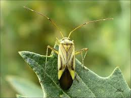 Attēlu rezultāti vaicājumam “Adelphocoris quadripunctatus”