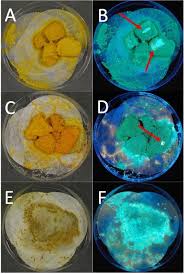 Attēlu rezultāti vaicājumam “Badhamia utricularis spores”