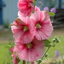 Image result for Alcea rosea