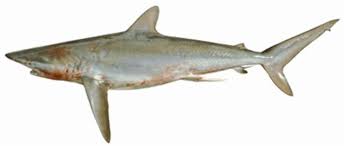 Image result for Carcharhinus brevipinna