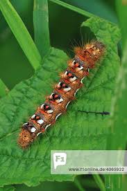 Attēlu rezultāti vaicājumam “Acronicta rumicis larva”