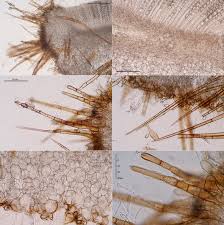 Attēlu rezultāti vaicājumam “Humaria hemisphaerica”