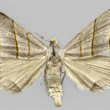 Attēlu rezultāti vaicājumam “Colobochyla salicalis”