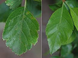 Attēlu rezultāti vaicājumam “Crataegus douglasii”