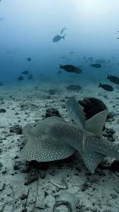 Image result for Weezadivers