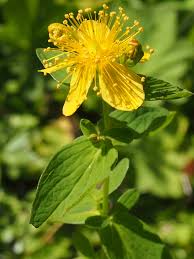 Attēlu rezultāti vaicājumam “Hypericum maculatum flower”