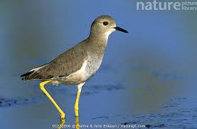 Image result for Vanellus leucurus