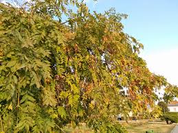 Attēlu rezultāti vaicājumam “Fraxinus excelsior Pendula”