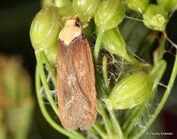 Attēlu rezultāti vaicājumam “Depressaria depressana”