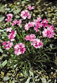 Image result for Dianthus carthusianorum