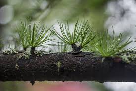 Attēlu rezultāti vaicājumam “Larix decidua var. polonica”