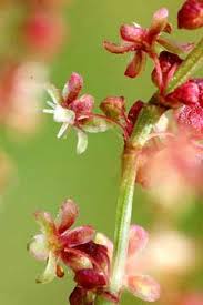 Attēlu rezultāti vaicājumam “Rumex acetosa flower”