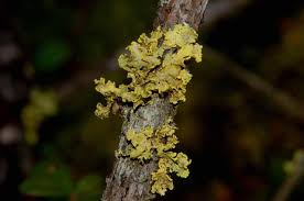 Attēlu rezultāti vaicājumam “Vulpicida pinastri”