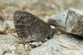 Attēlu rezultāti vaicājumam “Lasiommata petropolitana upperside”