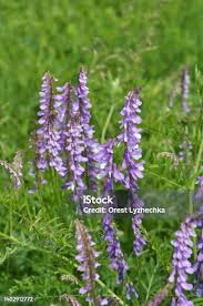 Attēlu rezultāti vaicājumam “Vicia tenuifolia”