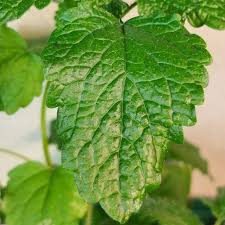 Image result for Melissa officinalis