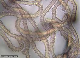 Attēlu rezultāti vaicājumam “Heterotrichia obvelata (syn. Arcyria obvelata) young”