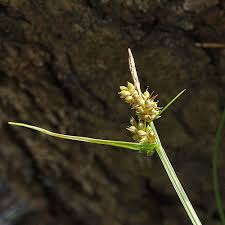 Attēlu rezultāti vaicājumam “Carex pilulifera”