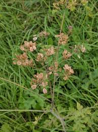Attēlu rezultāti vaicājumam “Heracleum sphondylium subsp. sibiricum”