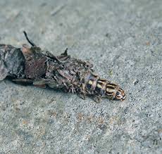 Attēlu rezultāti vaicājumam “Canephora hirsuta”