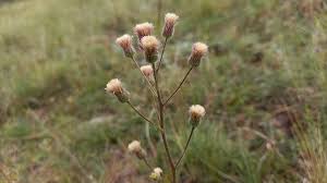Attēlu rezultāti vaicājumam “Erigeron acris”