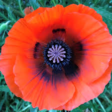 Image result for Papaver orientale