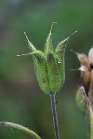 Attēlu rezultāti vaicājumam “Aquilegia vulgaris bud”