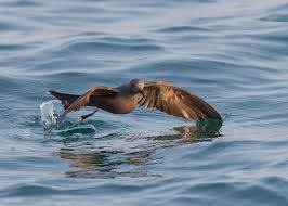 Image result for Oceanodroma monorhis