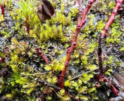 Attēlu rezultāti vaicājumam “Pohlia bulbifera”