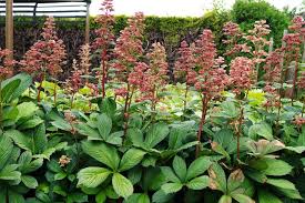 Image result for Rodgersia chocolate wings