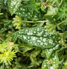 Image result for Lungenkraut