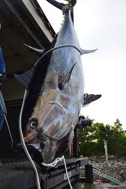 Image result for giant tuna