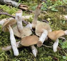 Attēlu rezultāti vaicājumam “Collaria rubens spores”