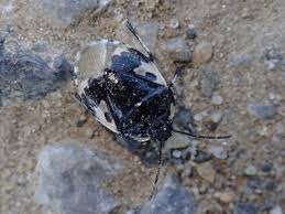 Attēlu rezultāti vaicājumam “Tritomegas bicolor”