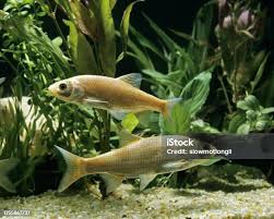 Attēlu rezultāti vaicājumam “Leuciscus idus”