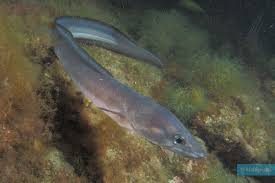 Image result for Conger conger